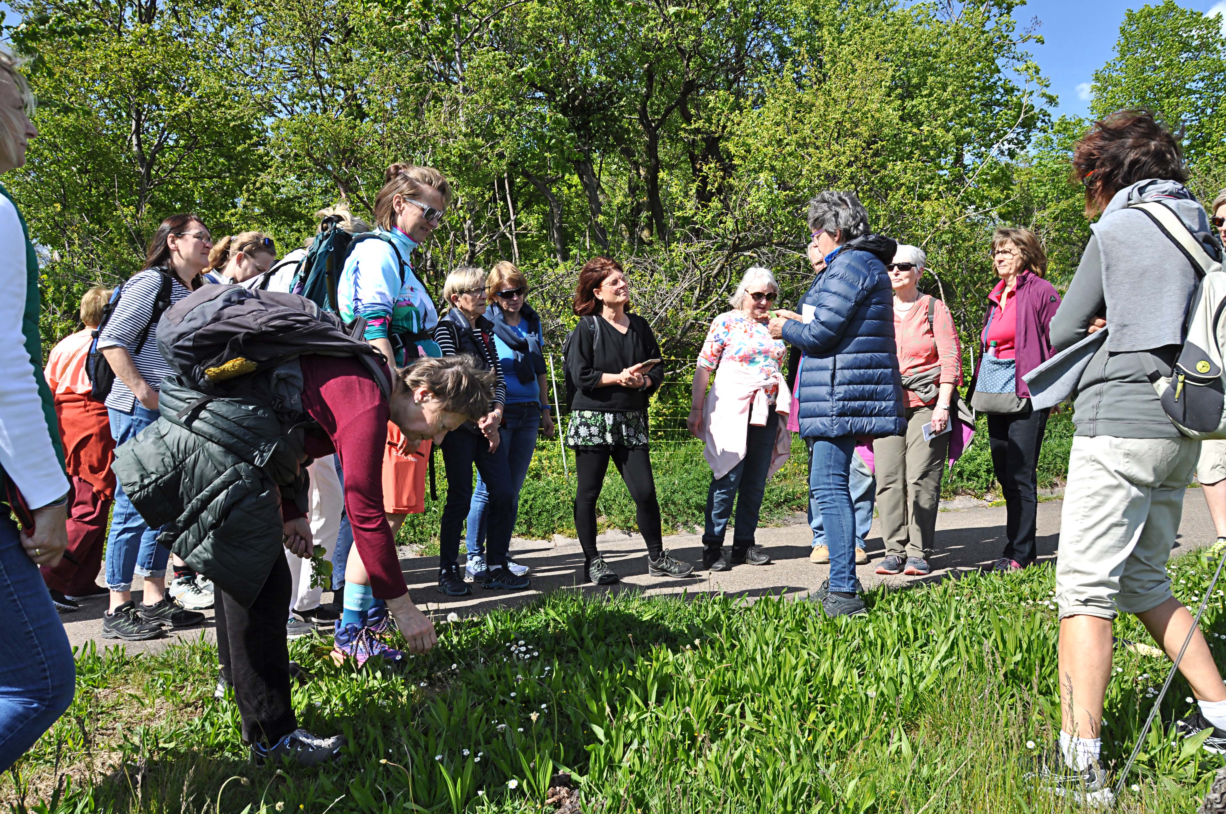 NF_240427_OG_100_Wildkruterwanderung_10_korr.jpg